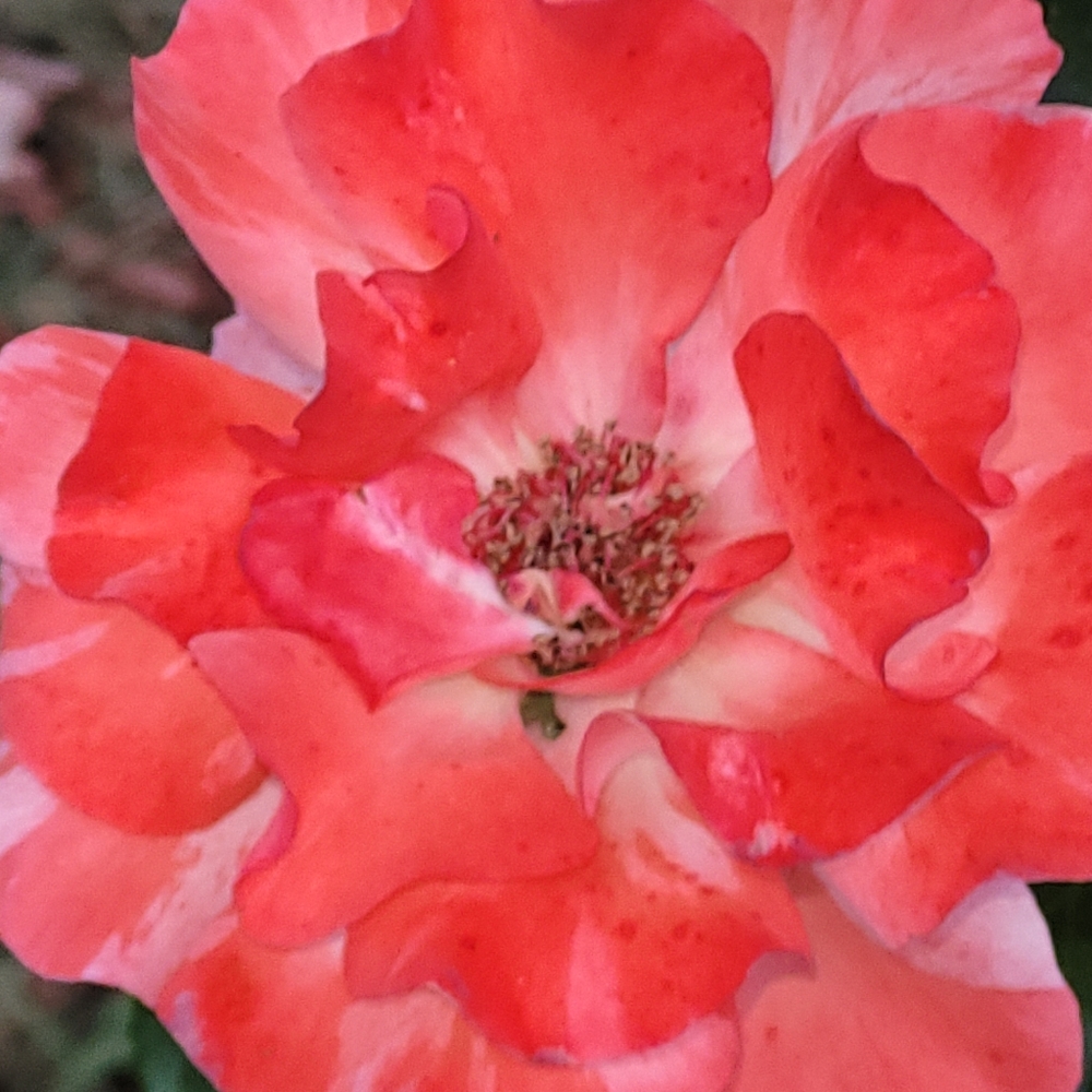 Meet your Posher, Sheila